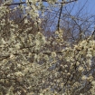 blackthorn blossom