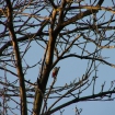 Great spotted woodpecker at Elm Tree Wood