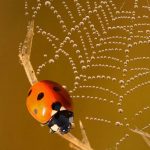 ladybird 7 spot