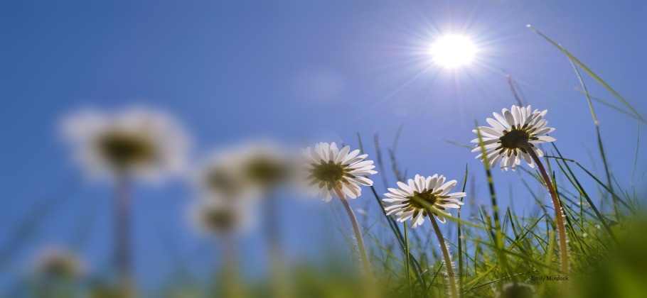 #caption3184 botanical_2nd_sun_worshippers_emily_murdoch