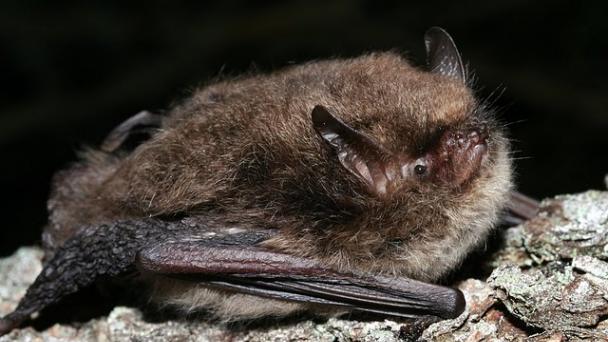 bat