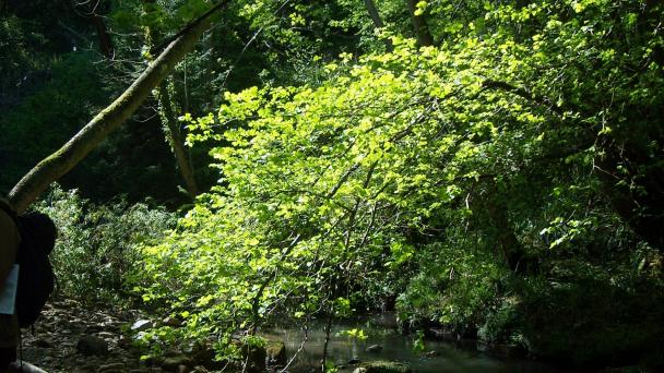 Spring in Clarkson's Wood