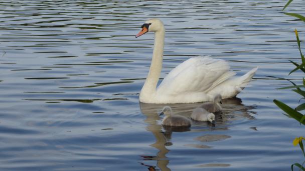 Swans
