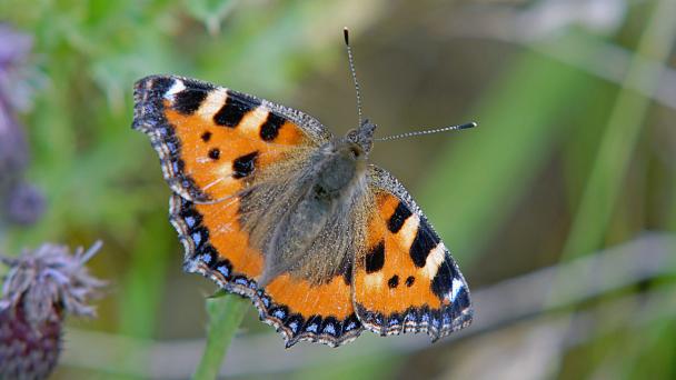 butterfly
