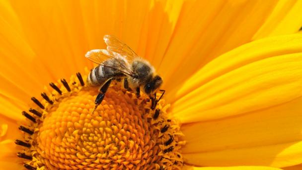 Bee and Flower