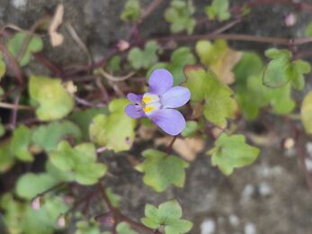 Ivy leaved toadflax 