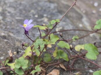 Ivy leaved toadflax on wall