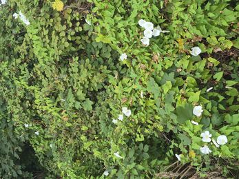 A swathe of bindweed, green, rambling leaves with white trumpet flowers