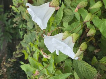 Close up of bindweed flowers, white and trumpet-like in shape