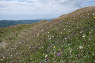 Lowland limestone grassland
