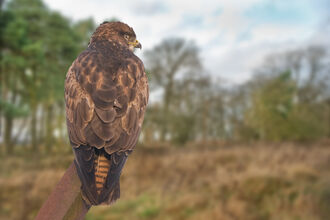 Common buzzard