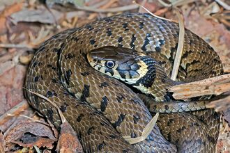 Grass snake in leaves