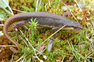 Palmate newt