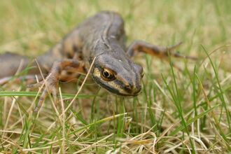 Smooth newt
