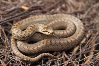 Smooth snake