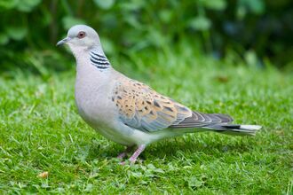 Turtle dove