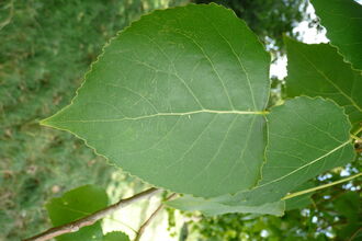 Hybrid Black Poplar
