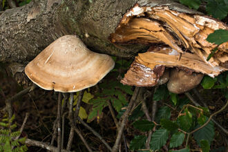 Birch Polypore