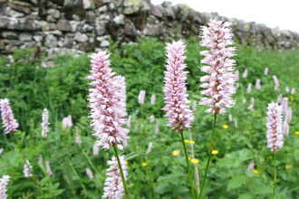 Common Bistort