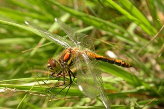 Black Darter