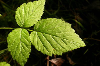 Bramble