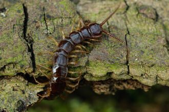Brown Centipede