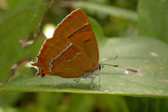 Brown hairstreak butterfly