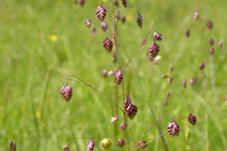 Quaking-grass