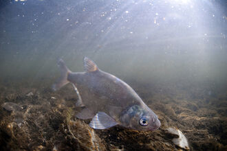 Freshwater fish | Tees Valley Wildlife Trust