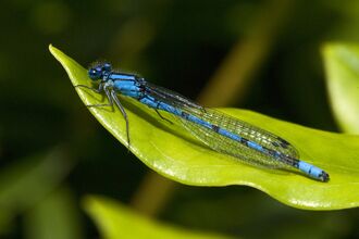 A common blue damselfly resting on a leaf. It's a long, slender black and blue insect