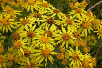 Common Ragwort