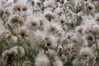 Creeping Thistle