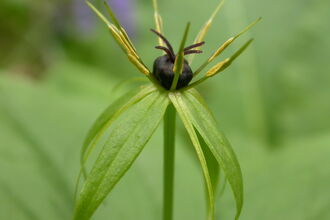 Herb-Paris