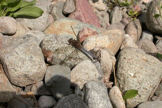 Keeled Skimmer