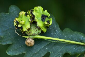 Knopper Gall 