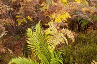Male-fern