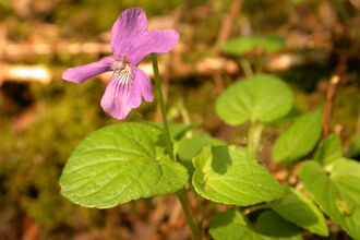 Marsh Violet