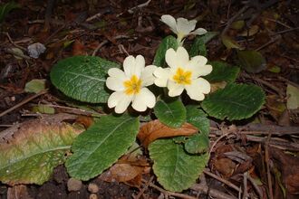 Primrose