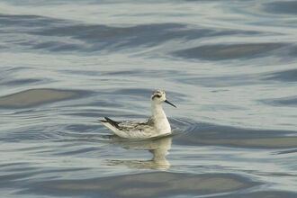 Red-necked Phalarope