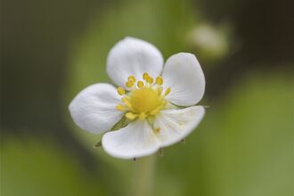 Wild Strawberry