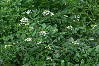 Water-cress