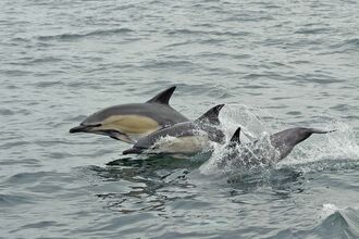 Common Dolphin