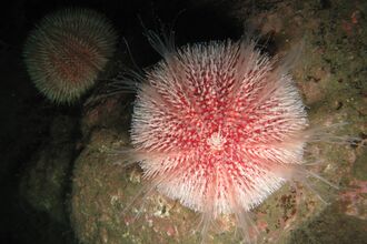 Edible sea urchin