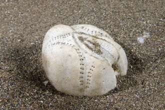 Sea potato shell