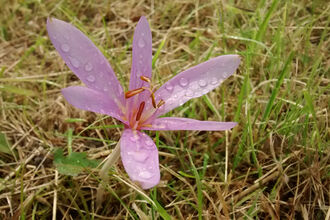 Meadow saffron