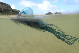 Portuguese man o' war