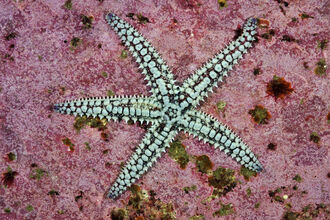 Spiny starfish