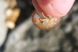 Sand hopper