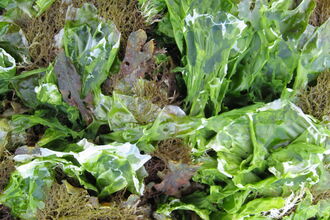 Sea lettuce