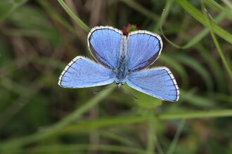 Adonis blue